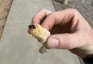 Beetle larva, exact species unknown.