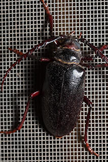 Borer beetle, Prionus sp.