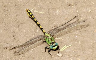 Dragonfly (Clubtail)