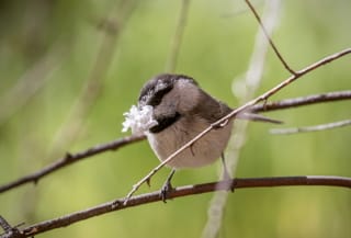 adult with nesting material