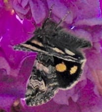 Litocala Moth