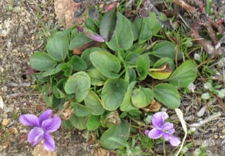 Hookedspur Violet