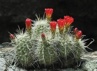 Scarlet Hedgehog Cactus