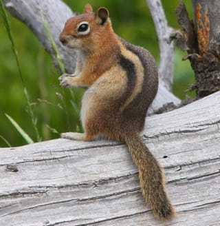 Golden-mantled Ground Squirrel