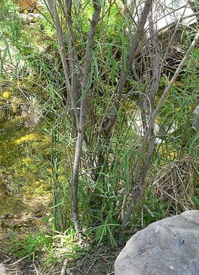 Sandbar Willow